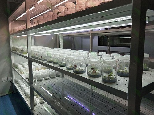 临夏县植物组织培养实验室设计建设方案